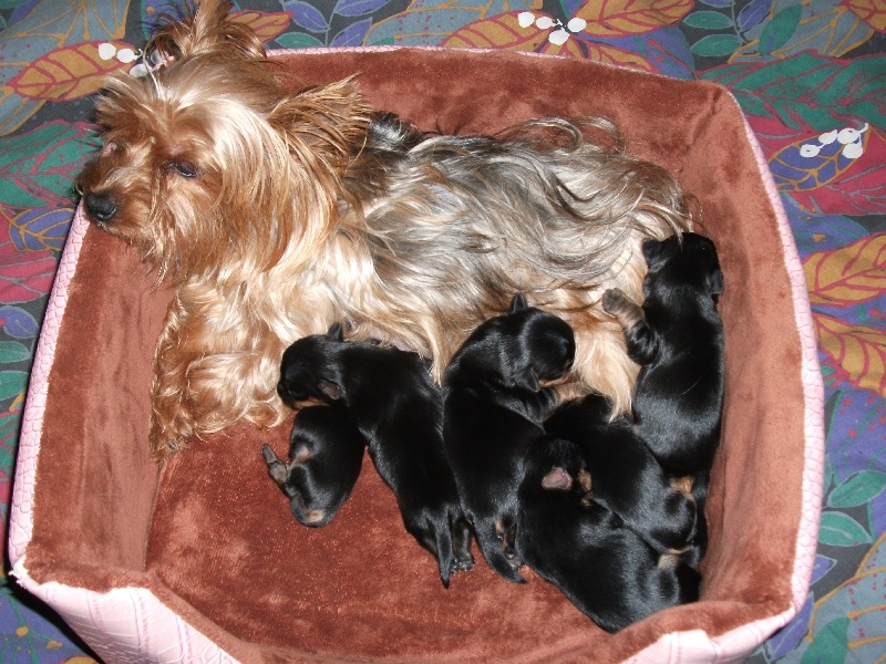 de la demeure des anges bleus - Yorkshire Terrier - Portée née le 04/03/2011